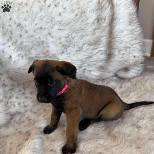 Pink, Belgian Malinois Puppy